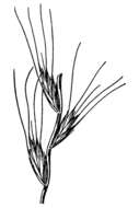 Imagem de Elymus arizonicus (Scribn. & J. G. Sm.) Gould