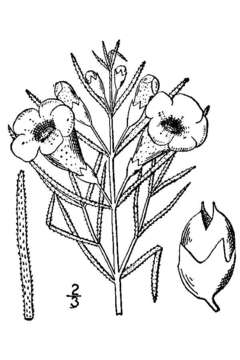 Image of tall false foxglove