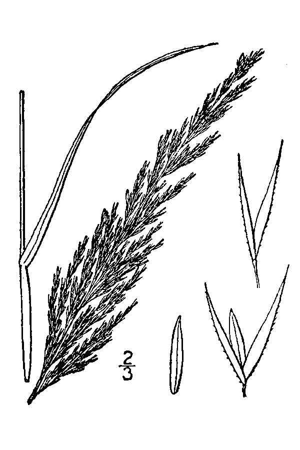 Imagem de Agrostis exarata Trin.