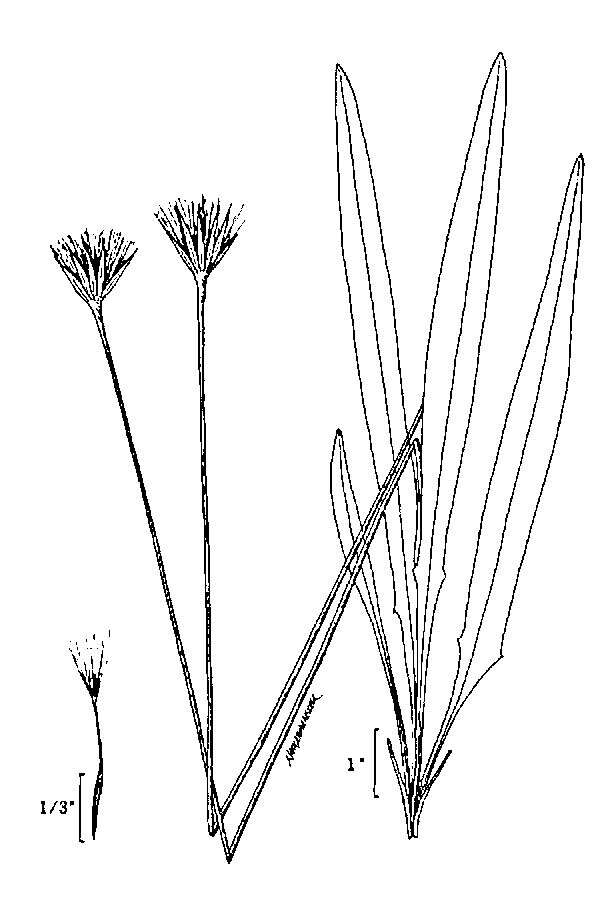 Agoseris aurantiaca (Hook.) Greene resmi