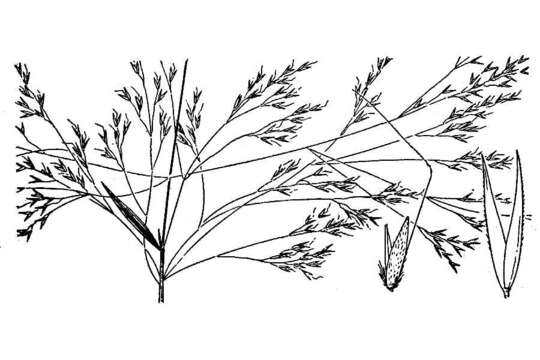 Image of Common Blown Grass