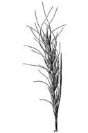 Image of Baker's wheatgrass