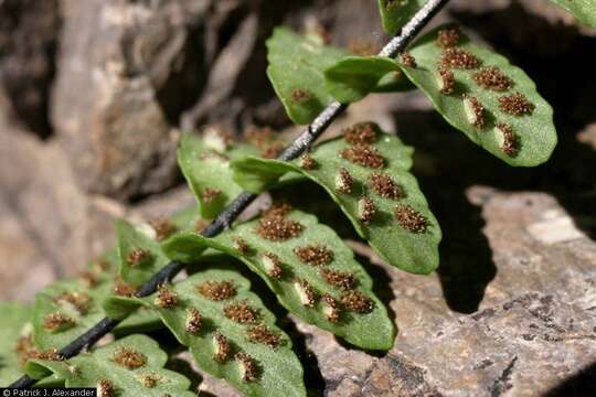 Image of blackstem spleenwort