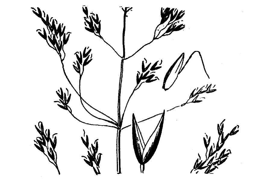 Image of northern bentgrass