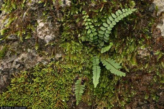 Image of blackstem spleenwort