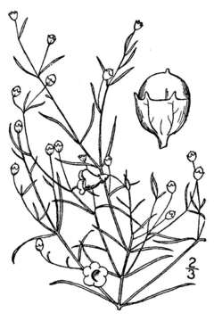 Image of roundstem false foxglove