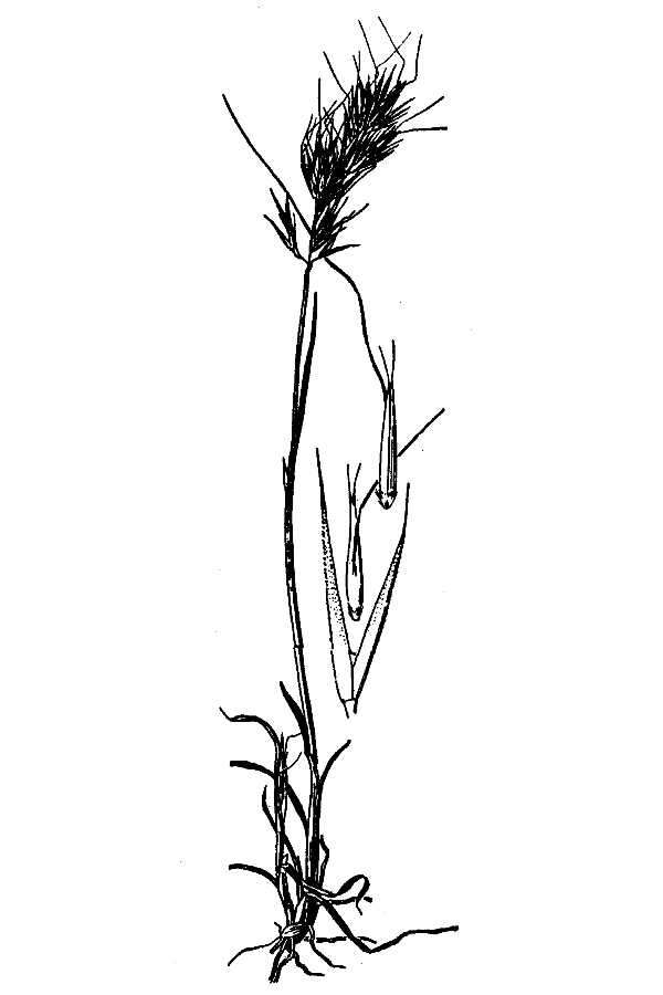 Слика од Agrostis hendersonii Hitchc.