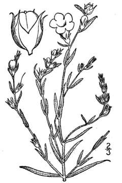 Image of prairie false foxglove