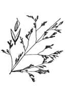 Image de Agrostis hooveri Swallen