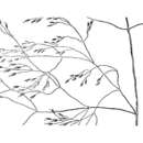 Imagem de Agrostis howellii Scribn. ex Vasey