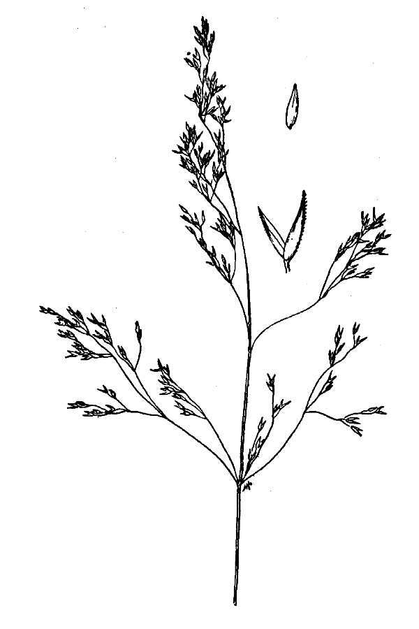 Imagem de Agrostis idahoensis Nash