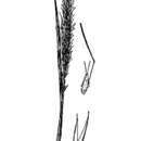 Image de Agrostis tandilensis (Kuntze) Parodi