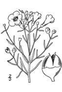 Image of Saltmarsh False Foxglove