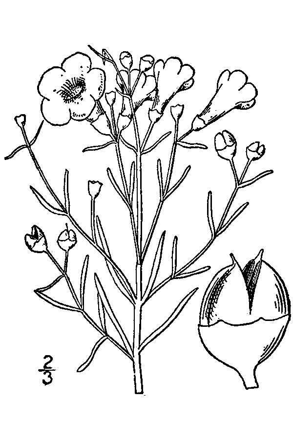 Image of Saltmarsh False Foxglove