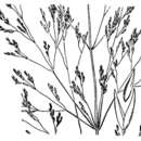 Image de Agrostis oregonensis Vasey