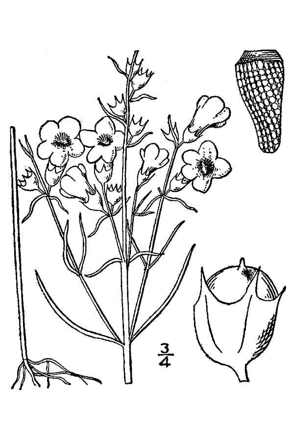 Image of smallflower false foxglove