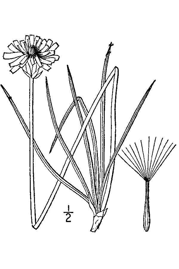 Image of Small-Flower Goat-Chicory