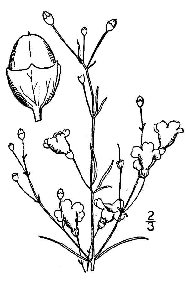 Image of Ten-Lobe False Foxglove