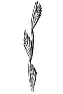 Imagem de Elymus stebbinsii subsp. stebbinsii