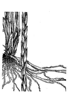 Image of Elymus pseudorepens (Scribn. & J. G. Sm.) Barkworth & D. R. Dewey