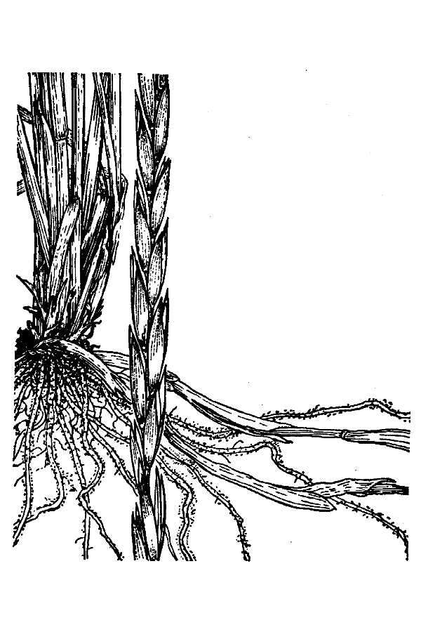 Image of Elymus pseudorepens (Scribn. & J. G. Sm.) Barkworth & D. R. Dewey