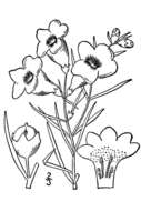 Image of purple false foxglove