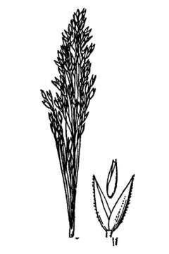 Imagem de Agrostis rossiae Vasey