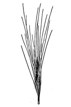 Imagem de Elymus saundersii Vasey