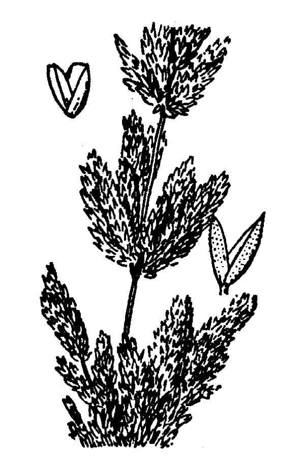 صورة Polypogon viridis (Gouan) Breistr.