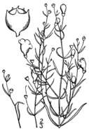 Image of threadleaf false foxglove