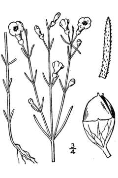 Image of Skinner's false foxglove