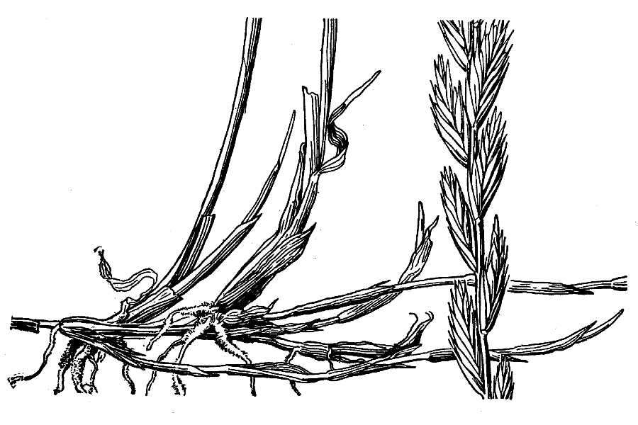 Elymus smithii (Rydb.) Gould的圖片