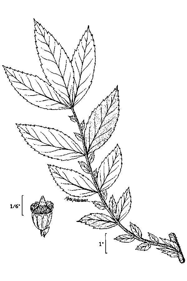 Image of roadside agrimony