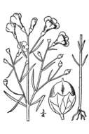 Image of slenderleaf false foxglove