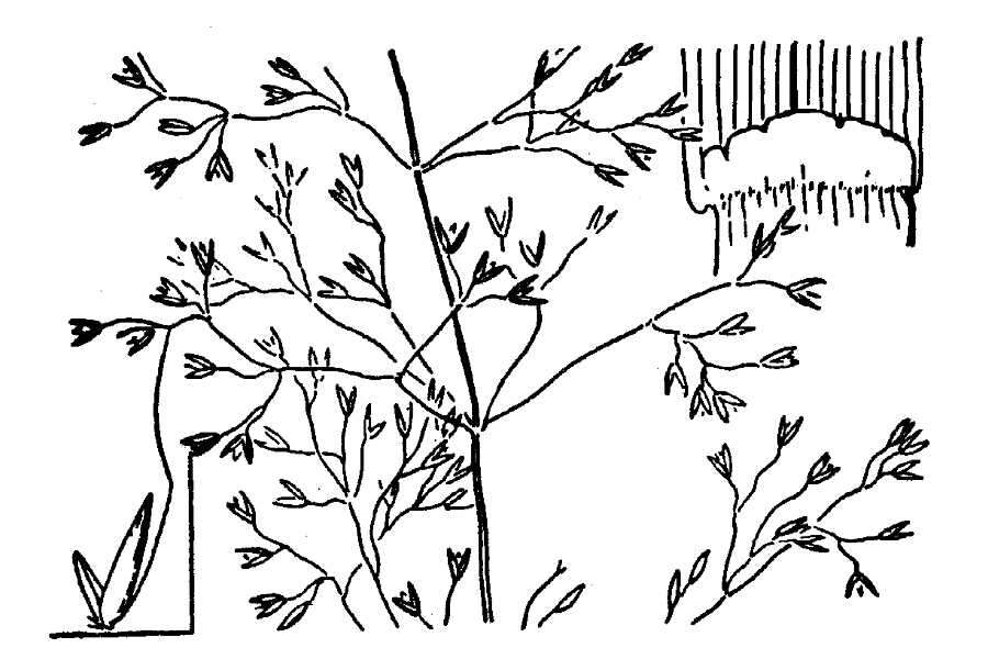 Image de Agrostis commun