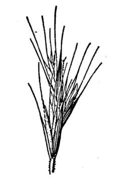 Elymus vulpinus Rydb.的圖片