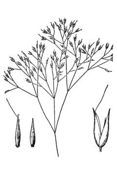 Image of annual silver hairgrass