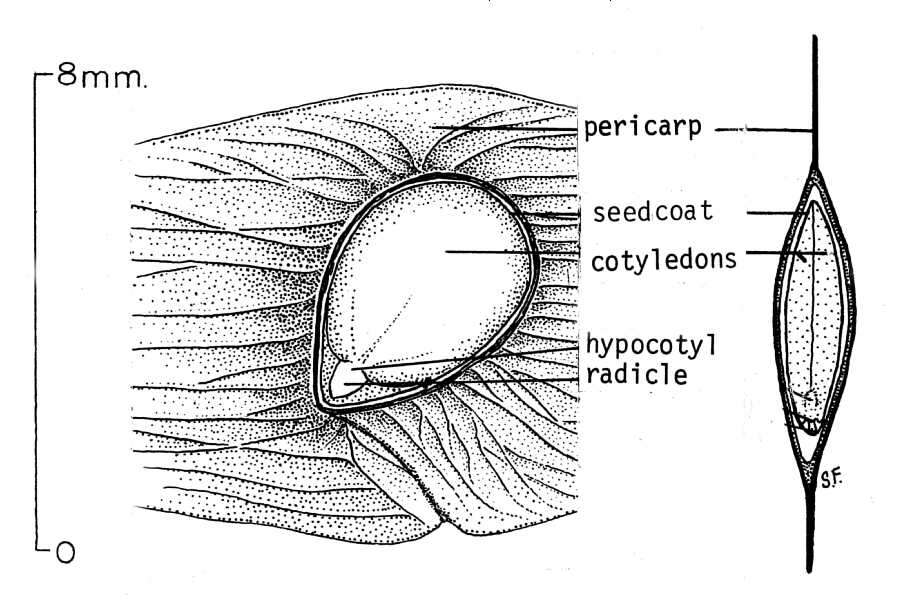 Image of ailanthus