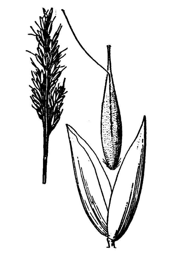 Image of early hair-grass