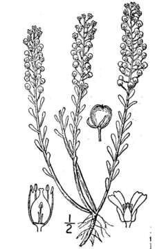 Слика од Alyssum alyssoides (L.) L.