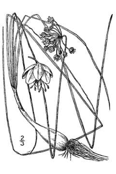 Image of Lady's leek