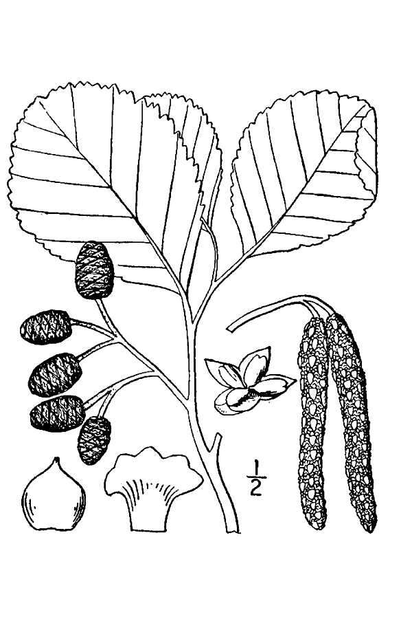 Image of European alder