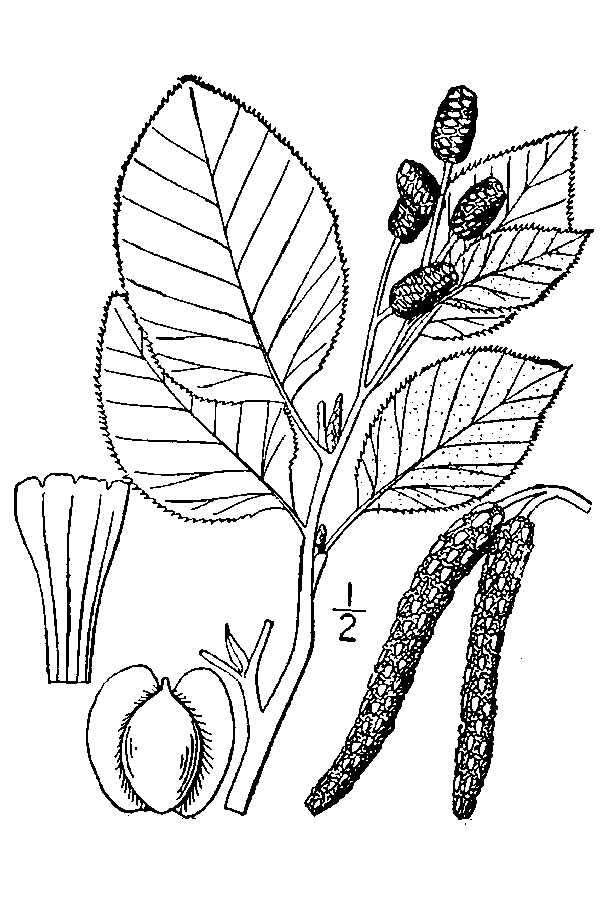 Image de Alnus alnobetula subsp. sinuata (Regel) Raus
