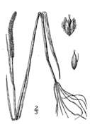 Image of shortawn foxtail