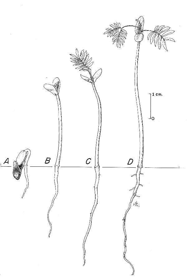 Image of albizia