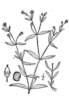 Image of boreal starwort