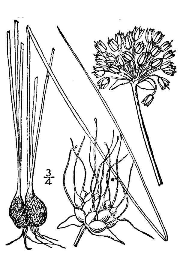 Image of meadow garlic