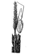 Image of Carolina foxtail