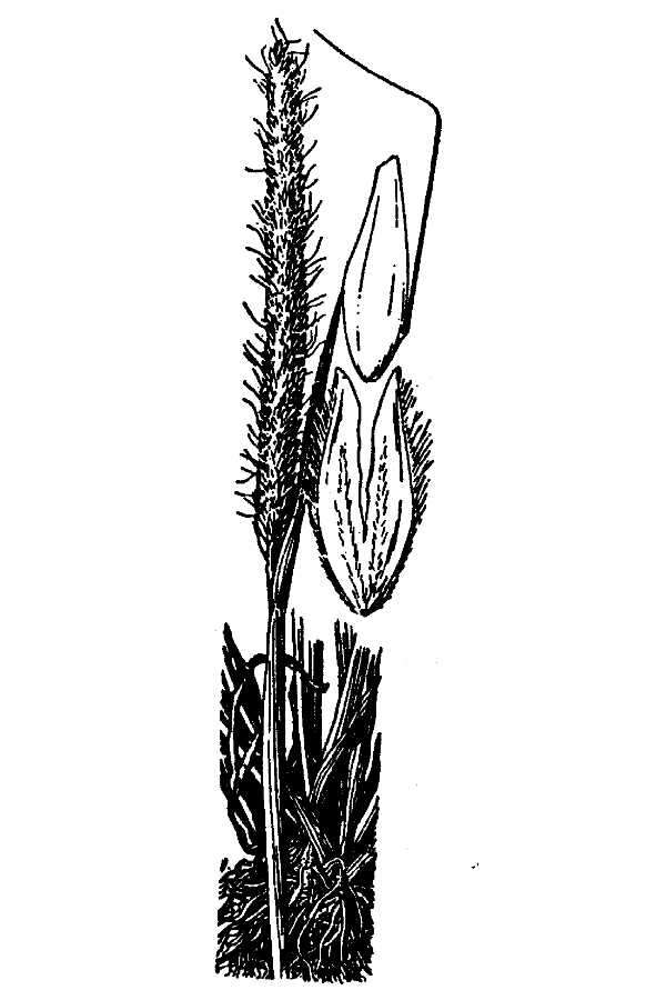 Image of Carolina foxtail