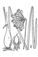 Image of nodding onion